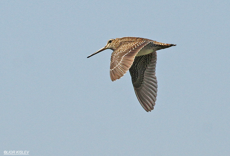 Pin-tailed Snipe  Gallinago stenura Maayan Tzvi fishponds, 15-10-13 LIOR KISLEV.